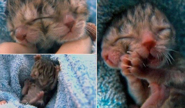 Ditolak Induknya karena Kucing ini Lahir Berwajah Ganda